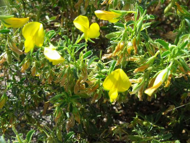 Ononis natrix (Fabaceae)